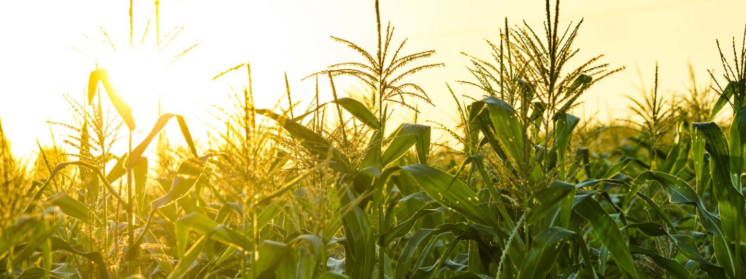 Realtor in Cashton, WI Simonson Real Estate & Auction Service LLC