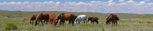 Horses in Northern Wisconsin